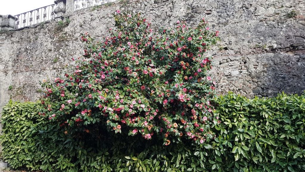 Ville della Lucchesia