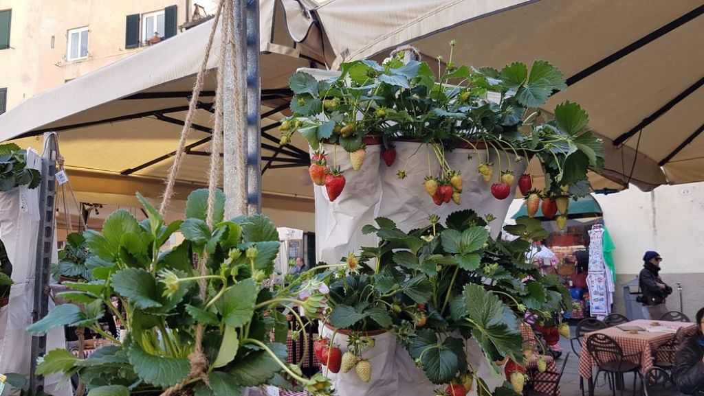 fiori e fronde