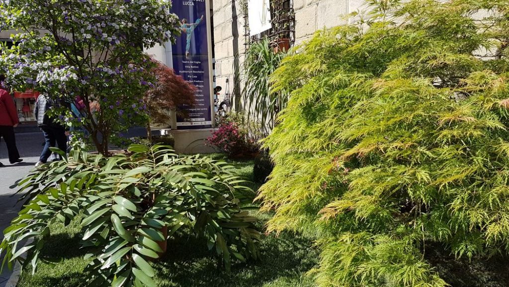 fiori e fronde