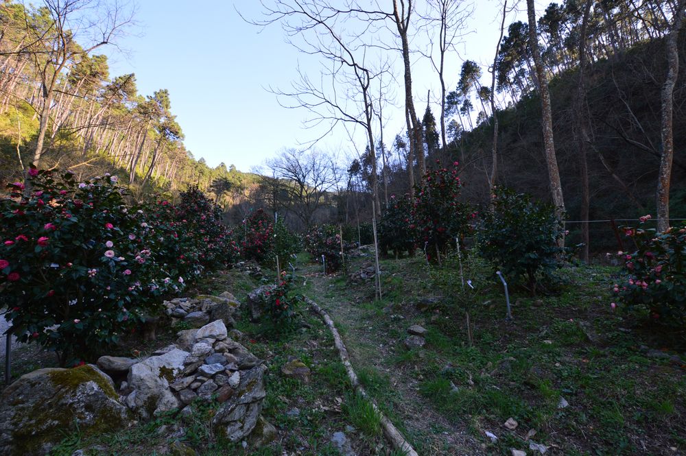 antiche camelie della lucchesia