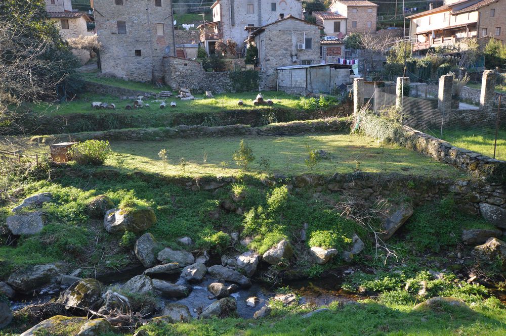 antiche camelie della lucchesia