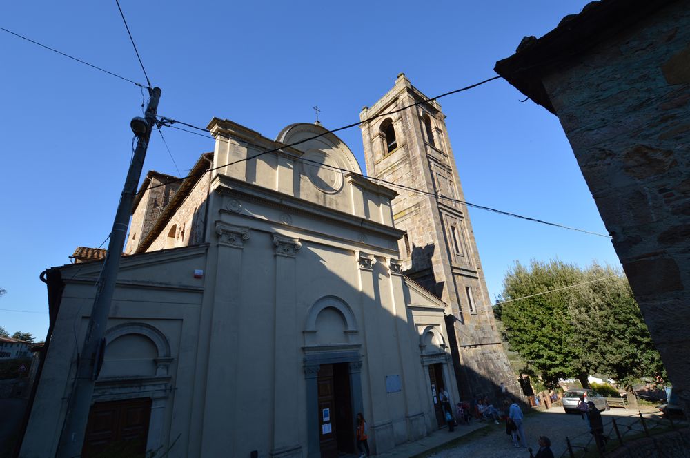 antiche camelie della lucchesia