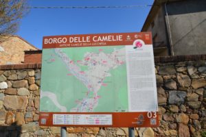 antiche camelie della lucchesia