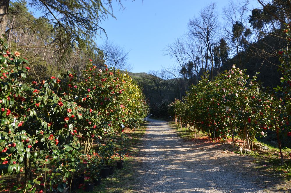 antiche camelie della lucchesia