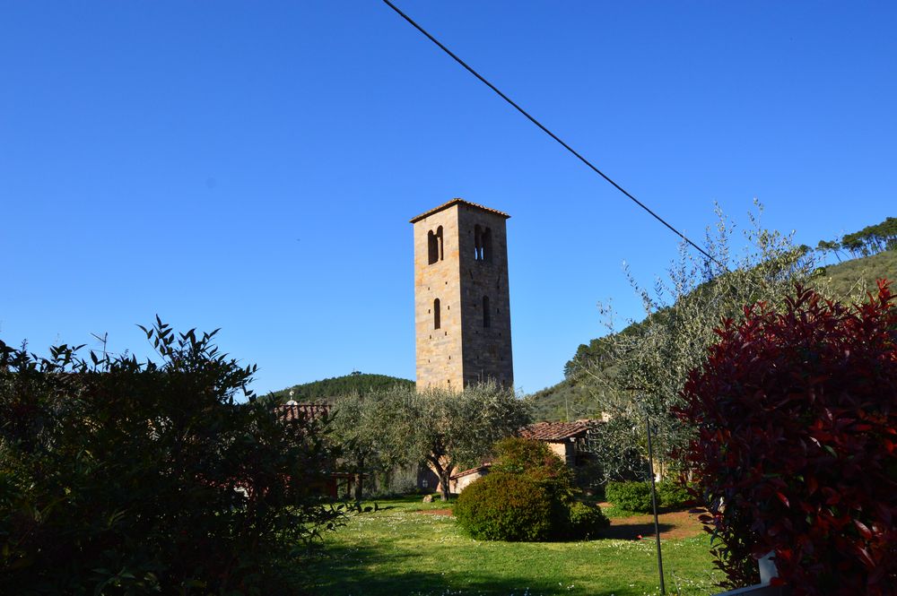 antiche camelie della lucchesia