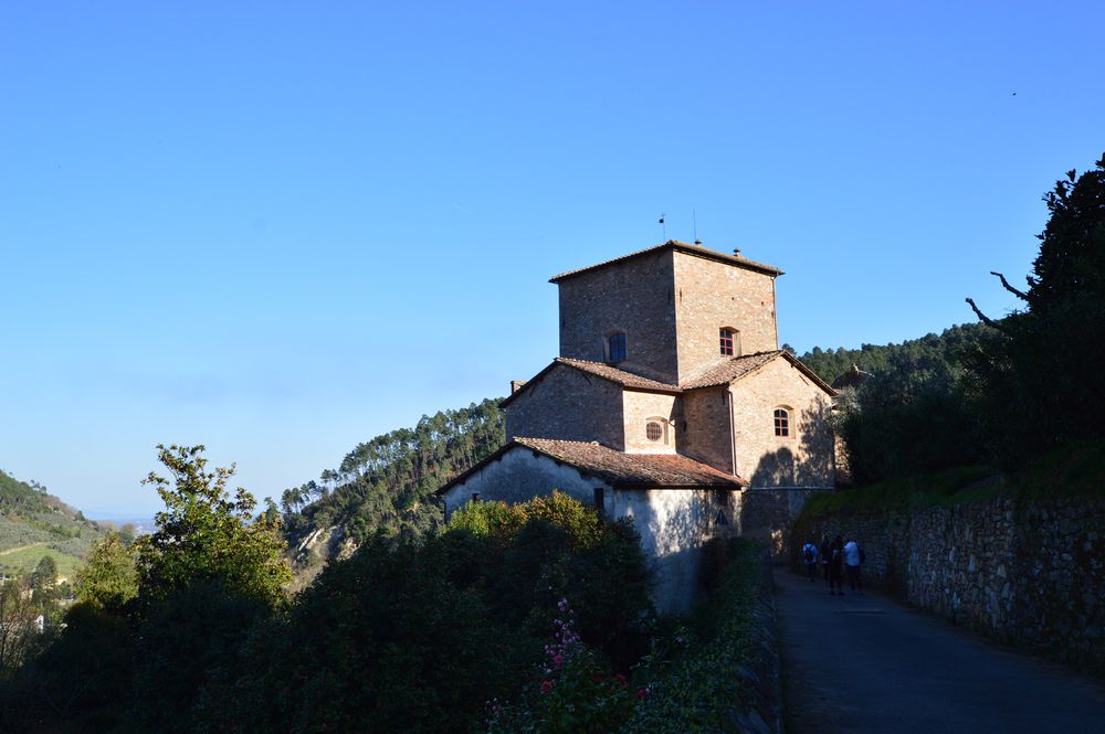 antiche camelie della lucchesia